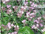  Silene rupestris - Savignone - <2001 - Fiori&Fauna - Estate - Voto: Non  - Last Visit: 8/10/2023 15.34.40 