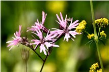  Silene vallesia - Savignone - 2008 - Fiori&Fauna - Estate - Voto: Non  - Last Visit: 3/10/2023 18.4.31 