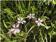  Silene vallesia - Savignone - 2004 - Fiori&Fauna - Estate - Voto: Non  - Last Visit: 26/9/2023 11.2.51 