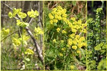  Tre diffusissime euphorbie : amigdaloides, cyparissias, helioscopica - Savignone - 2008 - Fiori&Fauna - Estate - Voto: Non  - Last Visit: 1/10/2023 4.10.36 