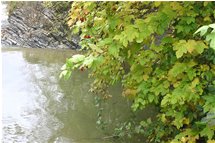  Un angolo pescoso del fiume Scrivia - Savignone - 2006 - Fiori&Fauna - Inverno - Voto: 10   - Last Visit: 26/9/2023 7.3.49 