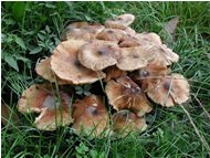  Un fungo del genere armillaria - Savignone - 2005 - Fiori&Fauna - Inverno - Voto: Non  - Last Visit: 29/9/2023 0.51.4 