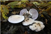   Un fungo del genere clitocybe  - Savignone - 2006 - Fiori&Fauna - Inverno - Voto: Non  - Last Visit: 26/6/2022 13.34.25 