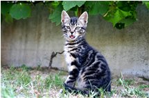  Un provino per l’ultimo gattino della nidiata - Savignone - 2006 - Fiori&Fauna - Estate - Voto: Non  - Last Visit: 8/11/2022 13.7.30 