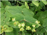  Una euphorbia erbacea - Savignone - 2014 - Fiori&Fauna - Estate - Voto: Non  - Last Visit: 26/9/2023 22.20.14 