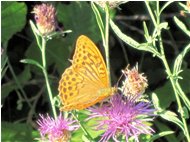  Una farfalla argynnis aglaia su fiore di centaurea - Savignone - 2010 - Fiori&Fauna - Estate - Voto: Non  - Last Visit: 26/9/2023 10.31.38 