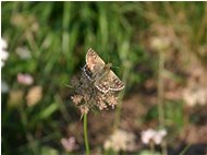  Una farfalla della famiglia  hespenidae - Savignone - 2005 - Fiori&Fauna - Estate - Voto: Non  - Last Visit: 23/1/2023 22.39.9 