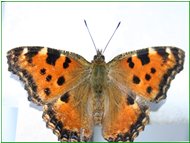  Una farfalla vanessa (aglais urticae) - Savignone - 2005 - Fiori&Fauna - Estate - Voto: Non  - Last Visit: 16/10/2021 15.20.18 
