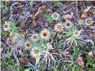  Una varietà di cirsium o una nuova costellazione? - Savignone - 2012 - Fiori&Fauna - Estate - Voto: Non  - Last Visit: 30/9/2023 21.2.2 