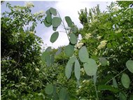  I frutti della Lunaria - Savignone - 2004 - Fiori&Fauna - Estate - Voto: Non  - Last Visit: 24/1/2024 21.18.25 