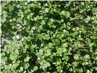  Autunno caldo: rifiorisce sui muri la Lynaria cymballaria - Savignone - 2002 - Flowers&Fauna - Winter - Voto: Non  - Last Visit: 27/9/2023 1.11.37 