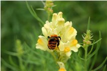  Bee on an antirrhinum latifolium flower - Savignone - 2009 - Flowers&Fauna - Summer - Voto: Non  - Last Visit: 26/9/2023 15.47.48 