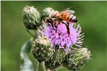  Bee on a teazle flower - Savignone - 2009 - Flowers&Fauna - Summer - Voto: Non  - Last Visit: 9/10/2023 9.51.37 