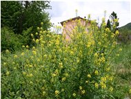  Brassica campestris - Savignone - 2005 - Flowers&Fauna - Summer - Voto: Non  - Last Visit: 29/9/2023 14.51.22 