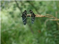  Butterfly: Amata Phagea - Savignone - <2001 - Flowers&Fauna - Summer - Voto: 9,5  - Last Visit: 3/10/2023 19.59.40 