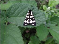  Butterfly (Arctia) - Savignone - 2002 - Flowers&Fauna - Summer - Voto: Non  - Last Visit: 3/11/2023 23.1.49 