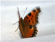  Butterfly flutter - Savignone - 2005 - Flowers&Fauna - Summer - Voto: 9    - Last Visit: 22/1/2024 5.43.40 