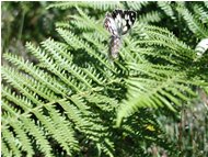  Butterfly on fern - Savignone - <2001 - Flowers&Fauna - Summer - Voto: Non  - Last Visit: 3/3/2024 12.1.18 