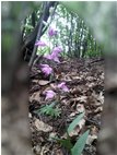  Cefalantera rossa (orchidacea) - Savignone - 2011 - Flowers&Fauna - Summer - Voto: Non  - Last Visit: 29/9/2023 1.21.36 