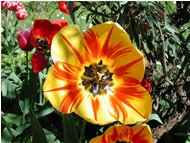  Coloured tulip - Savignone - 2002 - Flowers&Fauna - Summer - Voto: 10   - Last Visit: 27/9/2023 0.32.17 