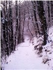  Costalovaia: la prima lieve nevicata - Savignone - 2013 - Flowers&Fauna - Winter - Voto: Non  - Last Visit: 27/9/2023 7.42.49 