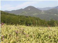  Cresta di gallo con M. Maggio - Savignone - 2004 - Flowers&Fauna - Summer - Voto: Non  - Last Visit: 30/9/2023 21.46.53 