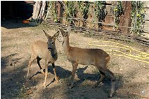  Deers in a wild life refuge near Savignone - Savignone - 2009 - Flowers&Fauna - Summer - Voto: Non  - Last Visit: 21/9/2023 6.22.59 