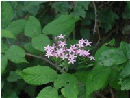  Erythraea centaurium flowers - Savignone - <2001 - Flowers&Fauna - Summer - Voto: 10   - Last Visit: 27/9/2023 6.16.17 