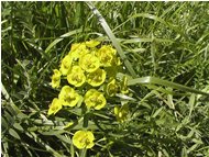  Euforbia cipressina - Savignone - 2004 - Flowers&Fauna - Summer - Voto: Non  - Last Visit: 29/9/2023 1.12.53 