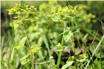  Euphorbia angulata  - Savignone - 2008 - Flowers&Fauna - Summer - Voto: Non  - Last Visit: 11/4/2025 11.36.5 