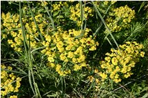  Euphorbia cyparissias  - Savignone - 2007 - Flowers&Fauna - Summer - Voto: Non  - Last Visit: 26/9/2023 6.54.17 