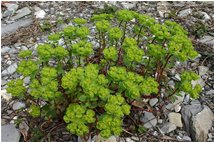  Euphorbia helioscopica - Savignone - 2008 - Flowers&Fauna - Summer - Voto: Non  - Last Visit: 2/10/2023 12.7.7 