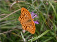  Farfalla argynnis aglais - Savignone - 2005 - Flowers&Fauna - Summer - Voto: Non  - Last Visit: 25/4/2024 2.59.41 