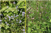  Fiori di campo: Veronica chamaedris e geranium robertianum - Savignone - 2007 - Flowers&Fauna - Summer - Voto: Non  - Last Visit: 30/9/2023 1.18.29 