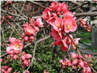  Fioritura di cydonia japonica - Savignone - 2002 - Flowers&Fauna - Summer - Voto: 1    - Last Visit: 27/9/2023 4.7.23 
