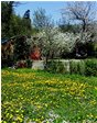  Fioritura nell'orto - Savignone - 2018 - Flowers&Fauna - Summer - Voto: Non  - Last Visit: 25/9/2023 18.17.16 