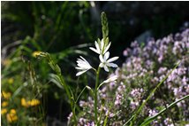  Flowering mountain lily - Savignone - 2006 - Flowers&Fauna - Summer - Voto: Non  - Last Visit: 27/9/2023 9.29.4 