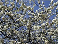  Flowering  sour black cherry tree - Savignone - 2002 - Flowers&Fauna - Summer - Voto: 9,33 - Last Visit: 24/9/2023 5.5.21 