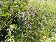  Flowers and fruits of 'Solanum dulcamara' - Savignone - 2005 - Flowers&Fauna - Summer - Voto: Non  - Last Visit: 28/9/2023 2.15.50 