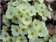  Flowers of cydonia japonica - Savignone - 2002 - Flowers&Fauna - Summer - Voto: Non  - Last Visit: 22/1/2024 5.44.39 