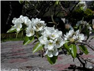  Flowers of pear tree - Savignone - 2002 - Flowers&Fauna - Summer - Voto: 10   - Last Visit: 27/9/2023 22.7.38 