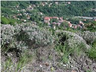  Flowers of thyme - Savignone - 2002 - Flowers&Fauna - Summer - Voto: Non  - Last Visit: 1/10/2023 3.41.10 