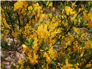  Ginestra scoparius - Savignone - 2005 - Flowers&Fauna - Summer - Voto: Non  - Last Visit: 29/9/2023 9.38.36 