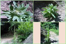  Growth of Verbascum thapsus - Savignone - 2009 - Flowers&Fauna - Summer - Voto: Non  - Last Visit: 29/9/2023 21.33.2 
