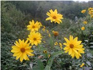  Heliantus tuberosum pianta ornamentale inselvatichita - Savignone - <2001 - Flowers&Fauna - Summer - Voto: Non  - Last Visit: 30/1/2024 12.50.40 