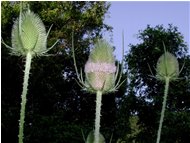  Infiorescenze di dipsacus silvester - Savignone - 2002 - Flowers&Fauna - Summer - Voto: 10   - Last Visit: 27/9/2023 18.42.34 