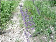  Iva grass - Savignone - <2001 - Flowers&Fauna - Summer - Voto: Non  - Last Visit: 18/10/2023 18.33.34 