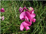  Lathirus silvestris (Cicerchione Pisello odoroso) - Savignone - <2001 - Flowers&Fauna - Summer - Voto: 10   - Last Visit: 17/12/2023 7.15.10 