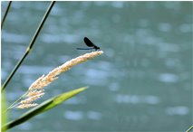  Libellula della specie Calopteryx virgo - Savignone - 2007 - Flowers&Fauna - Summer - Voto: Non  - Last Visit: 13/10/2024 8.28.27 