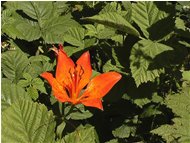  Lilium bulbiferum - Savignone - 2004 - Flowers&Fauna - Summer - Voto: Non  - Last Visit: 22/9/2023 9.33.40 